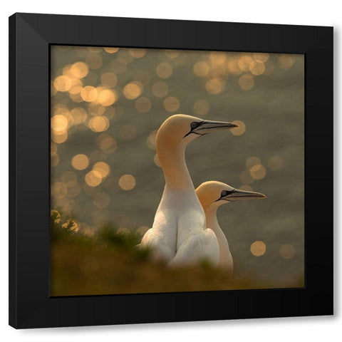 Gannets in sunset Black Modern Wood Framed Art Print with Double Matting by Kolbeck, Karen