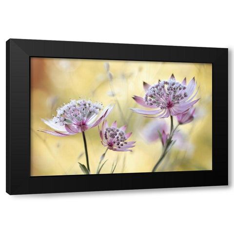 Astrantia Major Black Modern Wood Framed Art Print with Double Matting by Disher, Mandy