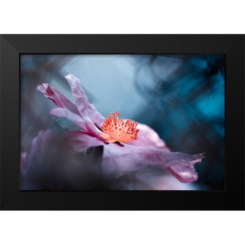 Even flowers have stories to tell Black Modern Wood Framed Art Print by Bravin, Fabien