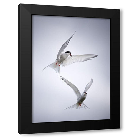 Arctic Tango Black Modern Wood Framed Art Print by Fegari