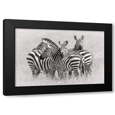 Zebras Black Modern Wood Framed Art Print with Double Matting by Trubitsyn, Kirill