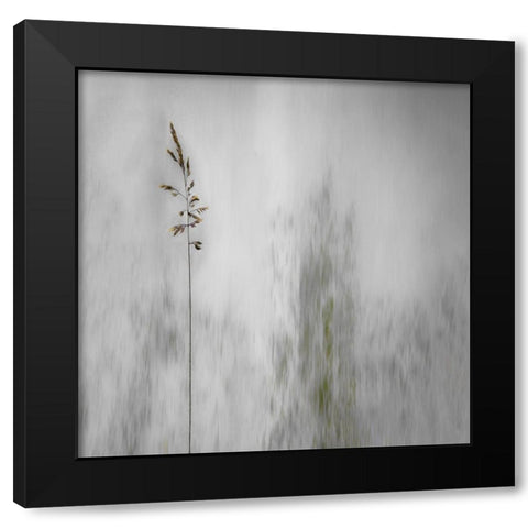 blade of grass Black Modern Wood Framed Art Print by Claes, Gilbert