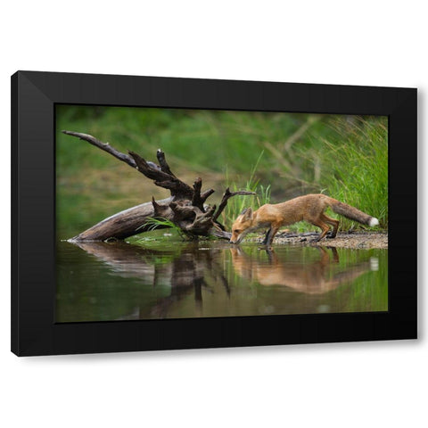 Red Fox Black Modern Wood Framed Art Print by Zygmunt, Milan