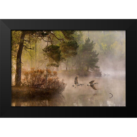 Goose fight Black Modern Wood Framed Art Print by Van Dongen, Anton