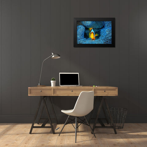 Clownfish in blue anA©mon Black Modern Wood Framed Art Print by Gabriel, Barathieu