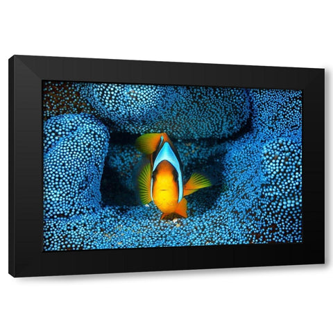 Clownfish in blue anA©mon Black Modern Wood Framed Art Print by Gabriel, Barathieu