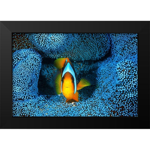Clownfish in blue anA©mon Black Modern Wood Framed Art Print by Gabriel, Barathieu