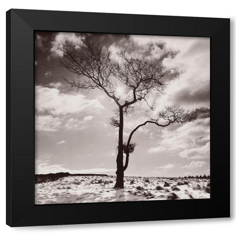 Lone Tree # 2-Peak District-England Black Modern Wood Framed Art Print with Double Matting by Butcher, Dave