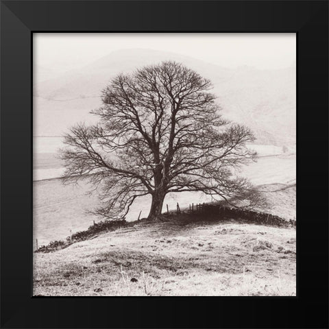 Misty Tree-Peak District- England Black Modern Wood Framed Art Print by Butcher, Dave