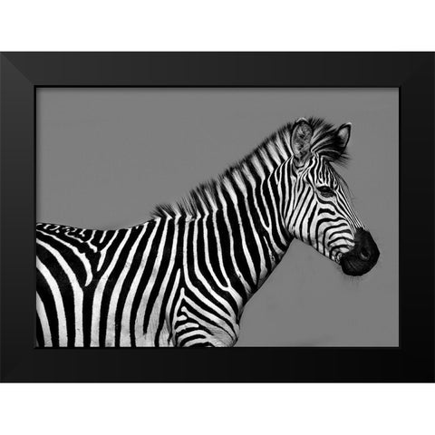 Cebra Retrato Black Modern Wood Framed Art Print by Ortega, Xavier