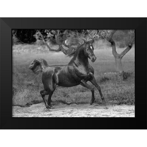 Feeling Free Black Modern Wood Framed Art Print by Llovet, Jorge