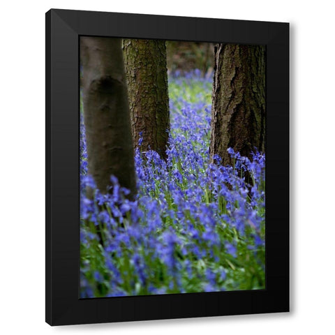 Bluebell Wood l Black Modern Wood Framed Art Print by Lambert, Tom