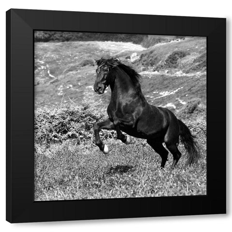 Island Horse Black Modern Wood Framed Art Print by Llovet, Jorge