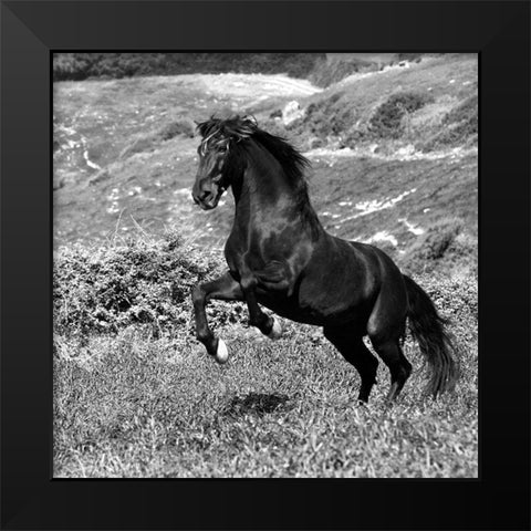 Island Horse Black Modern Wood Framed Art Print by Llovet, Jorge