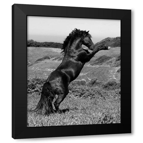 Horse Freedom-Horse at Liberty Black Modern Wood Framed Art Print by Llovet, Jorge