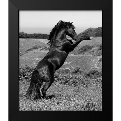 Horse Freedom-Horse at Liberty Black Modern Wood Framed Art Print by Llovet, Jorge