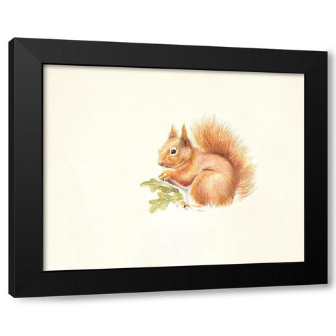 Red Squirrel Black Modern Wood Framed Art Print with Double Matting by Mayes, Hilary