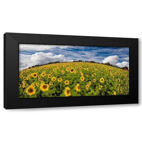 Sonnenblumenwelt Black Modern Wood Framed Art Print with Double Matting by Fischer, Rolf