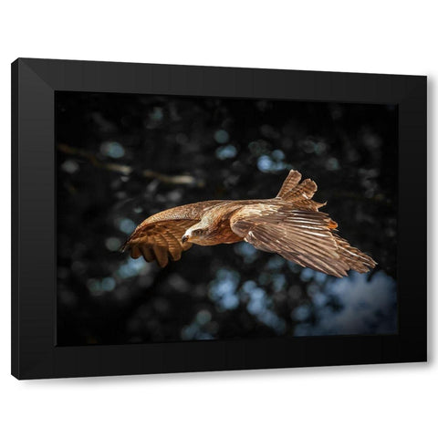 Red Kite flies Black Modern Wood Framed Art Print with Double Matting by Ronin