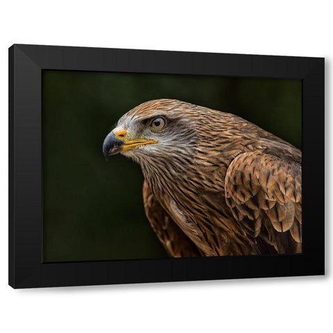Red Kite Black Modern Wood Framed Art Print with Double Matting by Ronin