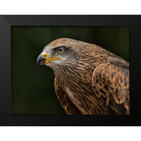 Red Kite Black Modern Wood Framed Art Print by Ronin