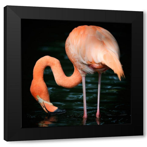 Flamingo Black Modern Wood Framed Art Print with Double Matting by Steger, Uwe