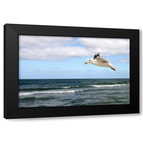 Lonely Bird Black Modern Wood Framed Art Print with Double Matting by Steger, Uwe