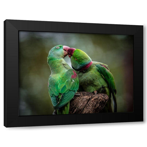 Green Parrot I Black Modern Wood Framed Art Print with Double Matting by Ronin