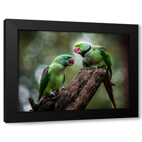 Green Parrot II Black Modern Wood Framed Art Print by Ronin