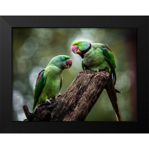 Green Parrot II Black Modern Wood Framed Art Print by Ronin