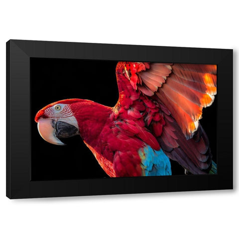 Parrot Wings Black Modern Wood Framed Art Print with Double Matting by Ronin