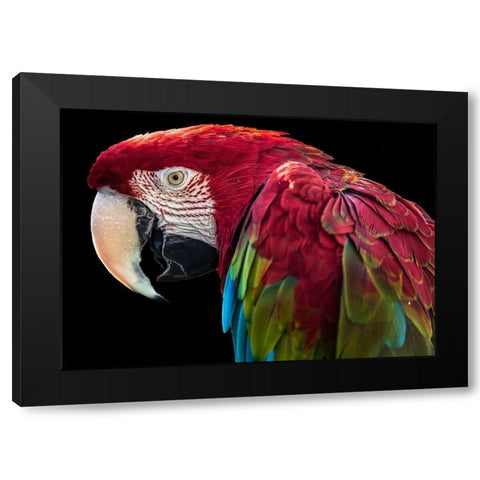 Ara Parrot Black Modern Wood Framed Art Print with Double Matting by Ronin
