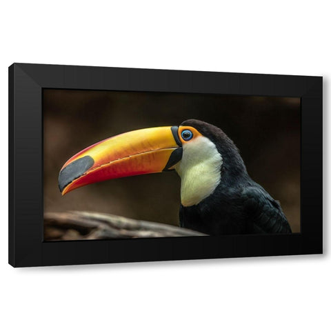 The Toucan Black Modern Wood Framed Art Print with Double Matting by Ronin