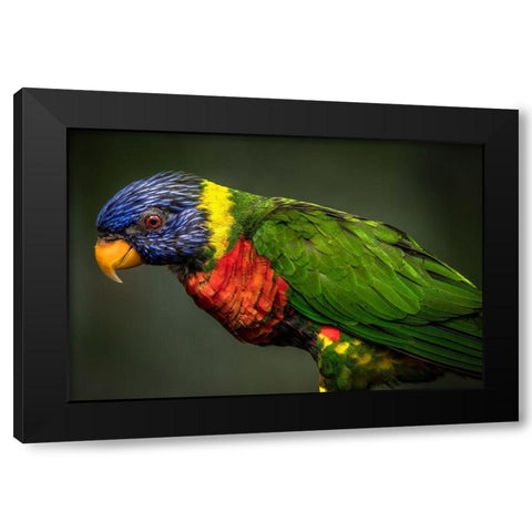Green Bird Black Modern Wood Framed Art Print with Double Matting by Ronin
