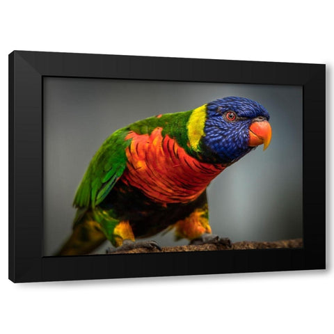 Green Bird II Black Modern Wood Framed Art Print with Double Matting by Ronin