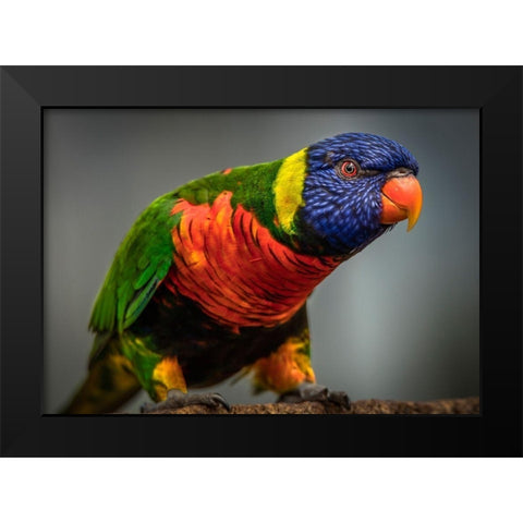Green Bird II Black Modern Wood Framed Art Print by Ronin