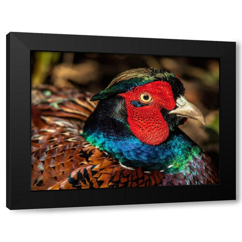 The Fazant Black Modern Wood Framed Art Print by Ronin