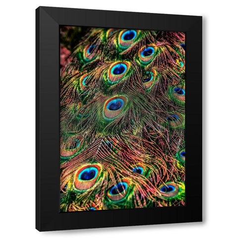 Peacock Feathers Black Modern Wood Framed Art Print with Double Matting by Ronin