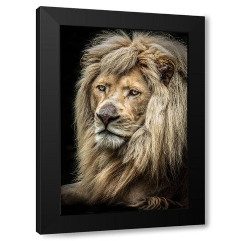 The white Lion II Black Modern Wood Framed Art Print with Double Matting by Ronin