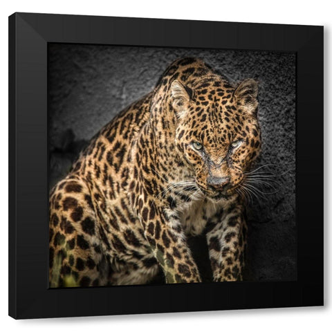 The Jaguar Black Modern Wood Framed Art Print with Double Matting by Ronin