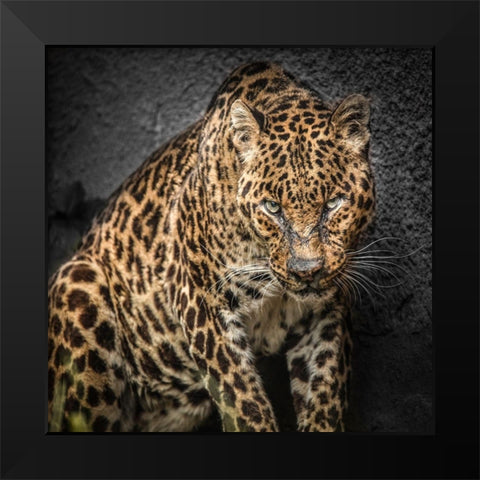 The Jaguar Black Modern Wood Framed Art Print by Ronin