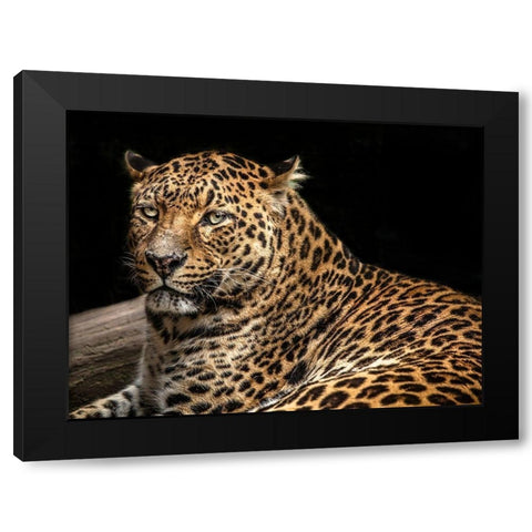 The Jaguar II Black Modern Wood Framed Art Print with Double Matting by Ronin