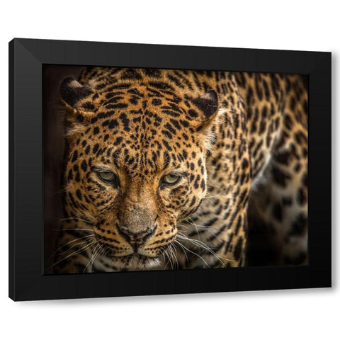 The Jaguar III Black Modern Wood Framed Art Print with Double Matting by Ronin