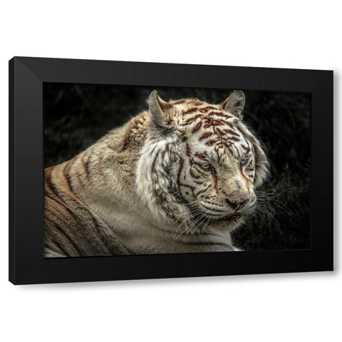 The Lygar II Black Modern Wood Framed Art Print with Double Matting by Ronin