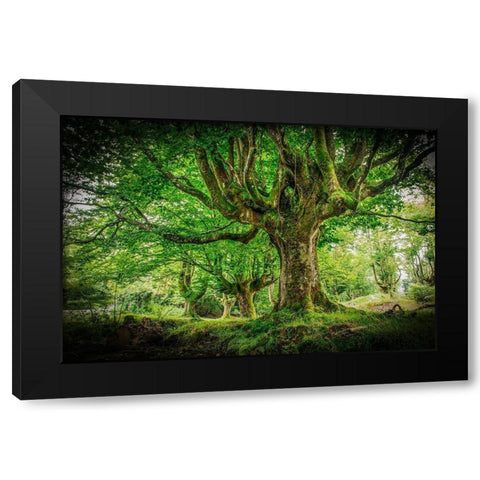 Otzarreta Forest I Black Modern Wood Framed Art Print with Double Matting by Ronin