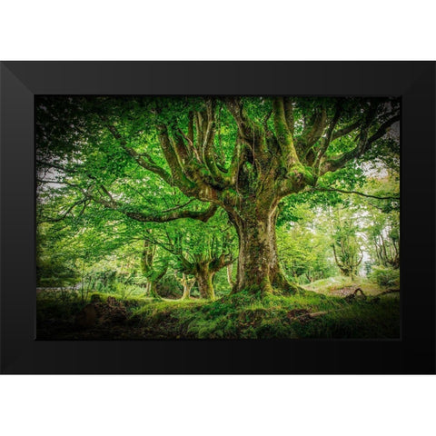 Otzarreta Forest I Black Modern Wood Framed Art Print by Ronin