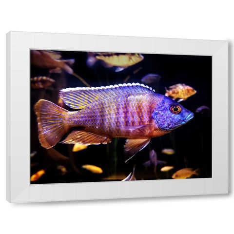 Aquarium Fish 1 White Modern Wood Framed Art Print by Lee, Rachel
