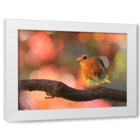 Bird 18 White Modern Wood Framed Art Print by Lee, Rachel
