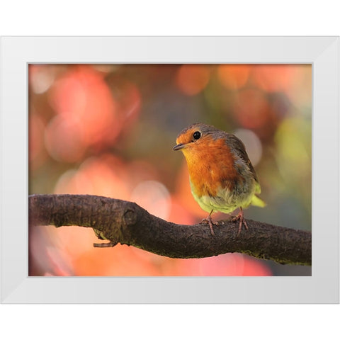 Bird 18 White Modern Wood Framed Art Print by Lee, Rachel