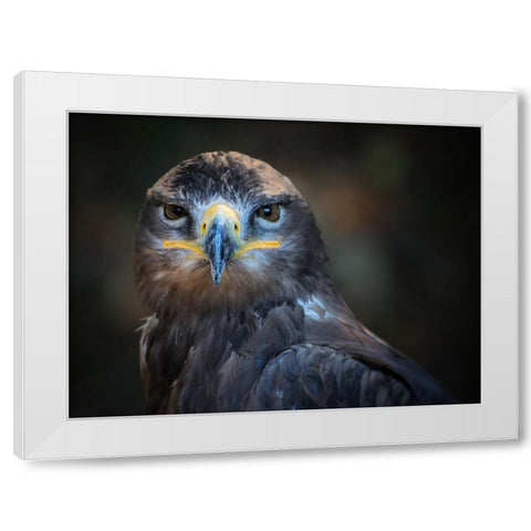 Bird 20 White Modern Wood Framed Art Print by Lee, Rachel